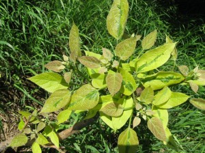 Variegated-Catalpa