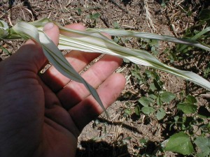 Variegated Corn