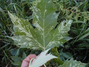 Platanus x acerifolia 'Suttneri'