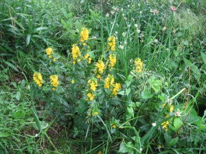 Variegated-Yellow-Loosestrife