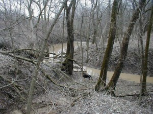 vernal pool