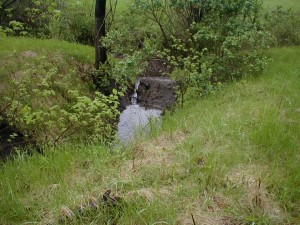 slice out of vernal pond