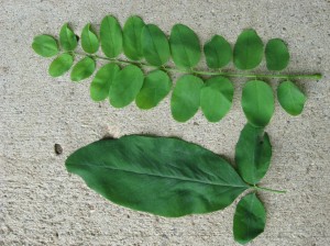 Weeping-Black-Locust-Leaf