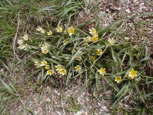 Wild Tulips