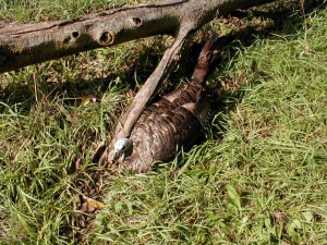 iowa turkey