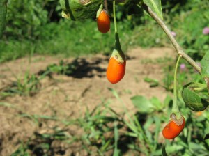 Wolfberry-Fruit