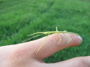 Young-Walking-Stick-Insect