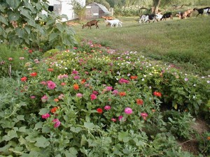 Zinnias