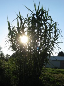 Arundo-Donax-Sun