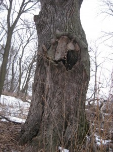 Basswood-Large-Hole