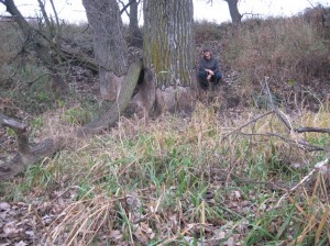 Beaver-Damage-Cottonwood