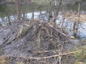 Beaver-Lodge