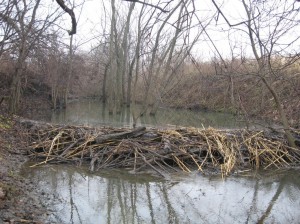 Beaver-Pond-Water