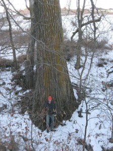 Biggest-Tree-Kleckner-Oasis