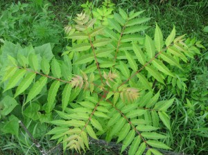 Chinese-Toon-Compound-Leaves