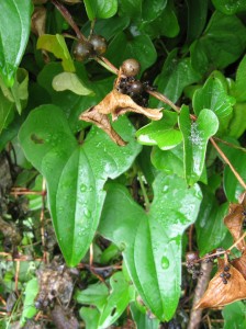 Chinese-Yam-Aerial-Tubers