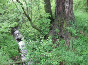 Cottonwood-Stream