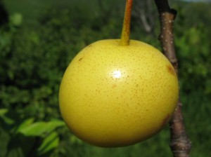 First-Shinseiki-Asian-Pear-Fruit