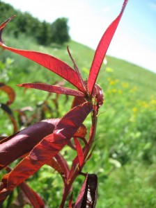 Flat-Wonderful-Peach-New-Red-Leaves