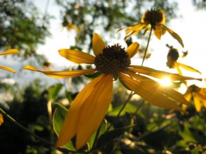 Flower-In-Sun