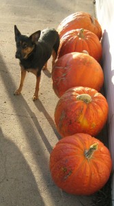 Giant-Pumpkins