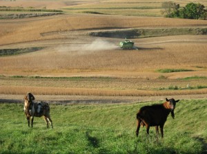 Goats-Combine-Soybeans