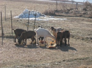 Goats-Eating-Pumpkin