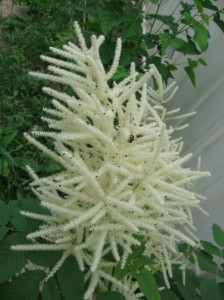 Goatsbeard