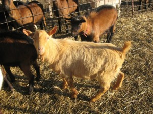 Golden-Guernsey-Goat