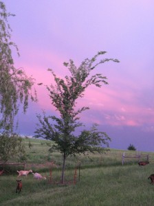 Green-King-Elm-Colorful-Sky