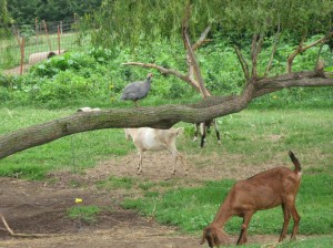 Guinea-Goat-Weeping-Willow