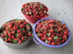 Harvesting-Strawberries-2010