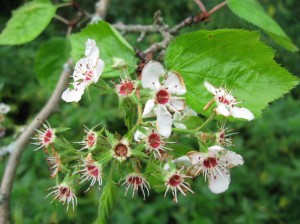 Hawthorn-Reflowering-Fall