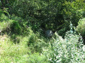 Hay-Bale-In-Ditch