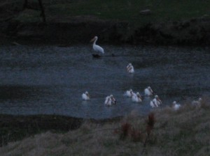 Iowa-Pelicans