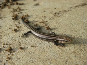 Iowa-Skink