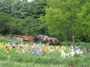 Iris-Flower-Garden-Blooming