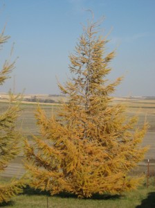 Japanese-Larch-Larix-Yellow