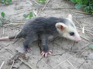 Opossum