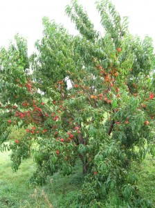 Peach-Tree-Yellow-Fruit