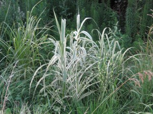 Peppermint-Arundo-Donax