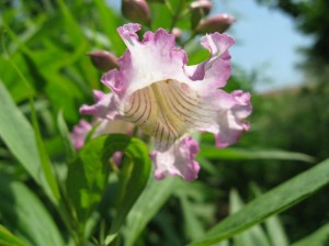 Pink-Dawn-Chitalpa-Flower