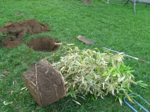 Planting-Bamboo