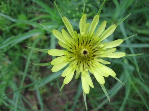 Prairie-Dandelion