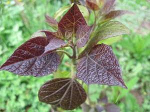 Purple-Catalpa-New-Leaves