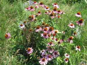 Purple-Coneflower