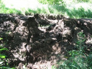 Rainfall-Breaks-Vernal-Pool