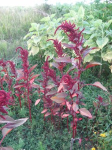 Red-Amaranth