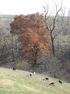 Red-Oak-Goat-Hill