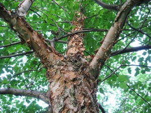 River-Birch-Bark